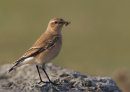 Wheatear with Grub