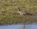 Whimbrel