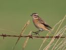 Whinchat on Barbed Wire