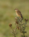 Whinchat