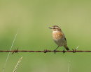 Whinchat