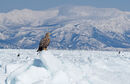 White-tailed Eagle