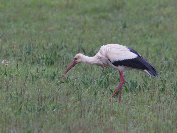 White Stork with Worm