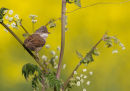 Common Whitethroat