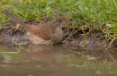 Common Whitethroat