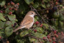 Female Common Whitethroat
