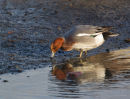 Wigeon