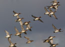 Wigeon Flock