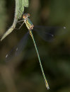 Willow Emerald