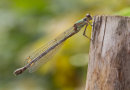 Willow Emerald Damselfy
