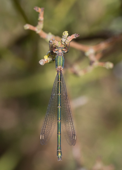 Willow Emerald Damselfy