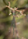 Willow Emerald Damselfy