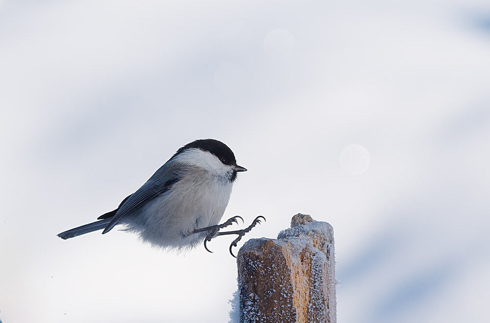 Willow Tit Landing