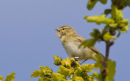 Willow Warbler
