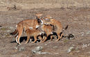 Ethiopian Wolf Greeting Pups