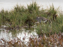 Wood Sandpiper