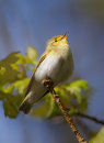 Wood Warbler