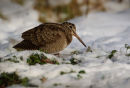 Woodcock