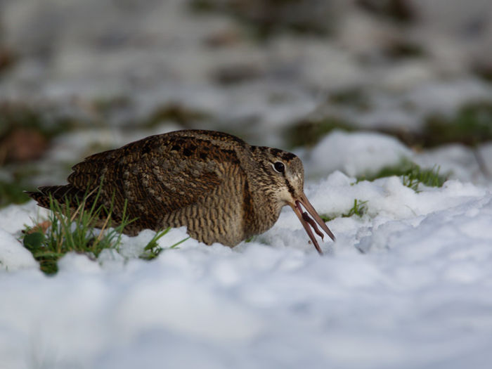 Woodcock