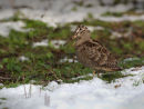 Woodcock