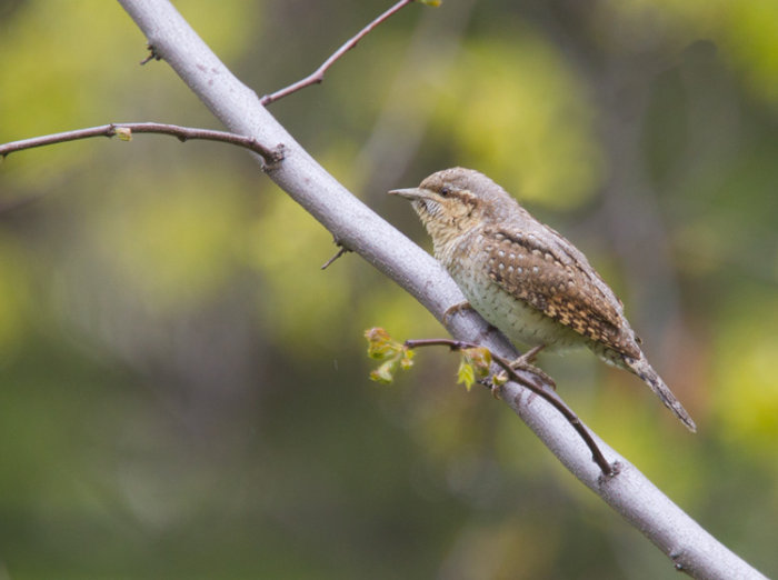 Wryneck