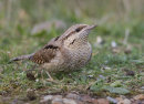 Wryneck