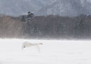 Whooper Swan