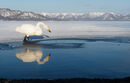 Whooper Swan