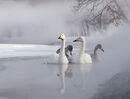 Whooper Swans
