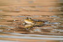Marsh Frog