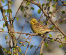 Female Yellowhammer