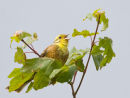 Yellowhammer in Song