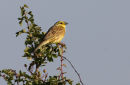 Yellowhammer