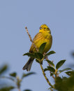 Yellowhammer