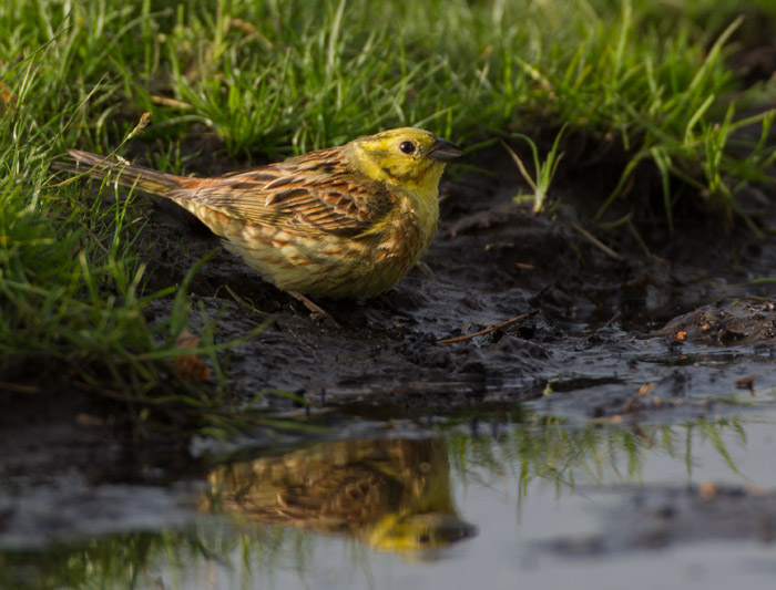Yellowhammer