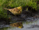 Yellowhammer