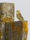 Yellowhammer