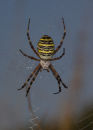 Wasp Spider