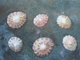 Beachcombing 2 (detail)