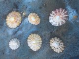 Beachcombing 2 (detail)