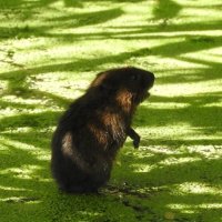 water vole 2