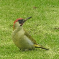 green woodpecker