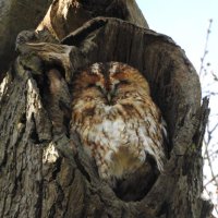 tawny owl