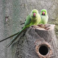 ring necked parakeets