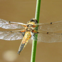 four spotted chaser