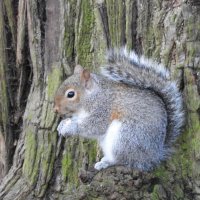 grey squirrel