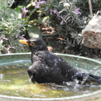 blackbird (male)