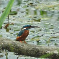 kingfisher