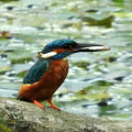 Lackford Lakes SWT