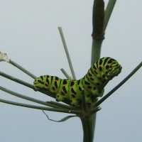 swallowtail caterpillar